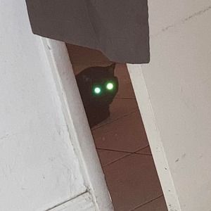 Meet your Posher, Patty